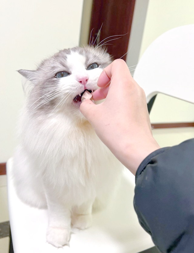 猫咪用头拱你，原来不是在撒娇！真相让主人们惊呆了