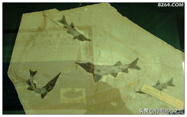 山东行游影记（30）—平邑天宇自然博物馆（五）