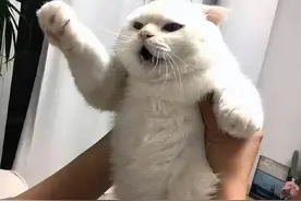 养猫久了才懂，猫抱着你的手“又咬又蹬”，有这些意思图片