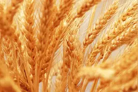 麦收时节忙 防火要加强图片