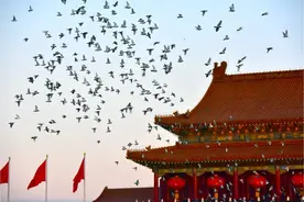 白鸽赴和平｜一场浪漫的“双向奔赴”图片