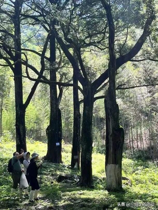 与三联同行，行走黄山不止于“雾凇限定”