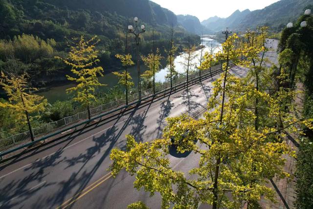 凯里版“黄金大道”将迎来观赏佳期 您的相机准备好了吗