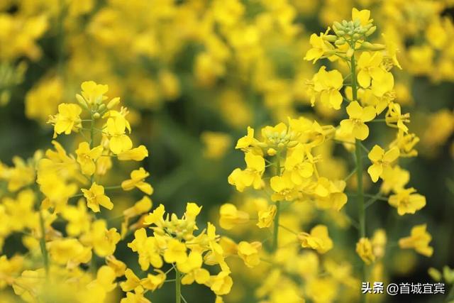 美如画！宜宾一地900亩油菜花开了