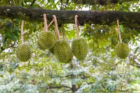 东南亚国家全面参战，榴莲价格战彻底打响，今年印尼也来凑热闹？图片