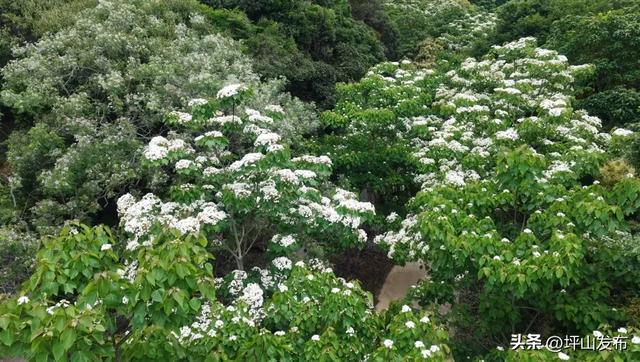 油桐飞雪倒计时!|坪山春印象