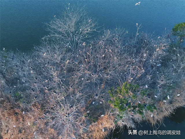 国家湿地公园柘城容湖“贵客”：生态之美与守护之责