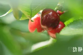 百果争香！贵州多地：新鲜时令水果相继上市图片