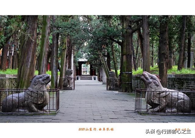 山东行游影记（228）—曲阜孔林（四）