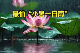 今日小暑，老人说最怕“小暑一日雨”，小暑下雨有啥预兆？图片