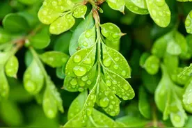 惊爆内幕！女婿和丈母娘喝醉后的秘密交锋，让人啼笑皆非图片