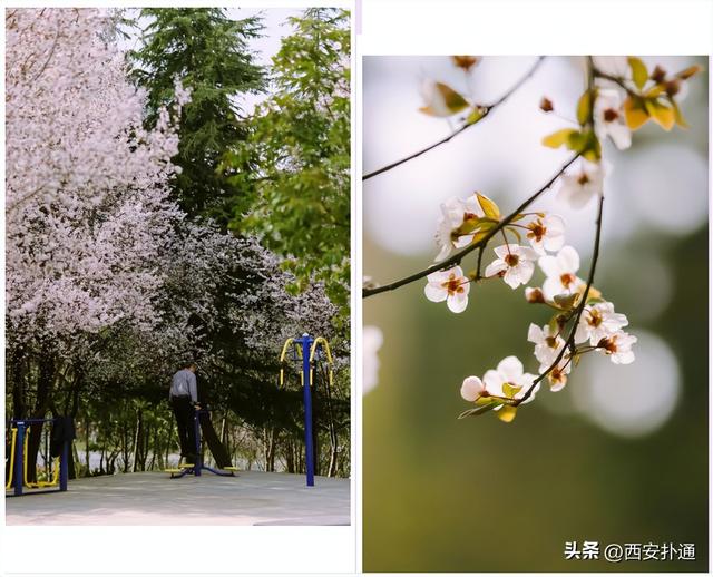 西安春日倒计时！这4处花海正当盛放，再不去就晚了