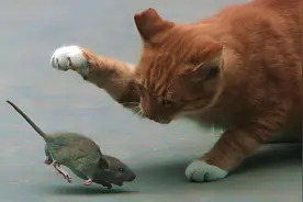 为何老鼠被猫叼着老老实实，一旦被人抓住就呲牙咧嘴挣扎咬人？图片