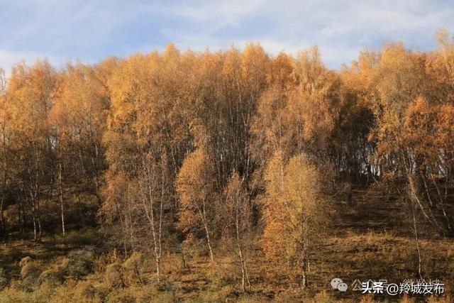 赴卡加曼之约，邂逅白桦林的秋日鎏金