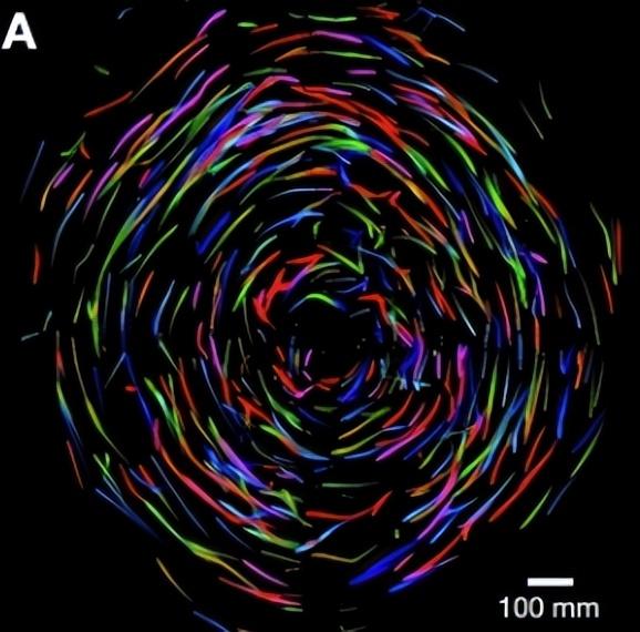 《自然》聚焦：蜂群当 “老师”，机器人群体智慧迎来新方向