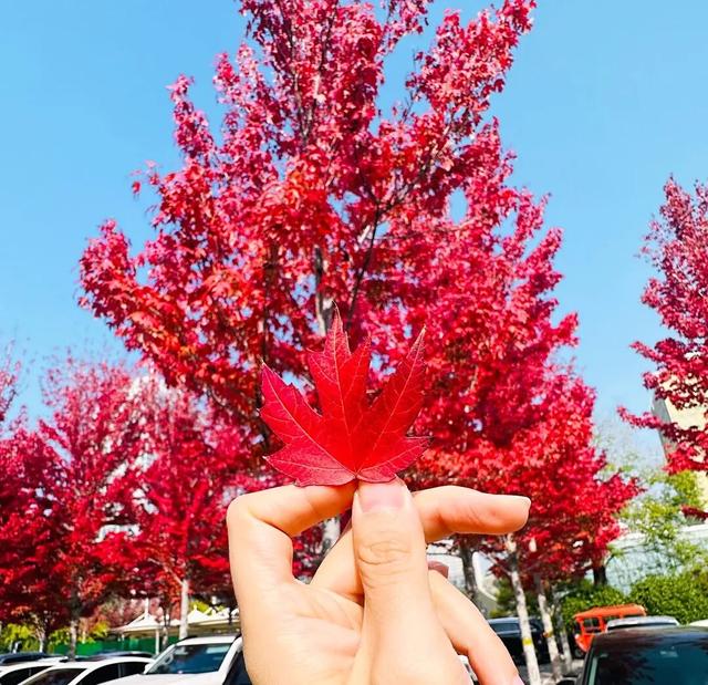 临沂这抹红，醉了秋日山水