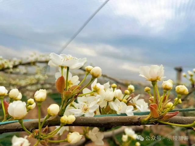 梨花又开放，铁营镇大白张村第三届梨花节邀您共赴春日盛宴！