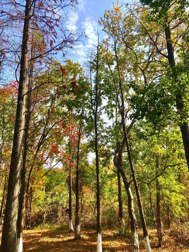 秋色斑斓美如画