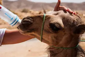 笑死了!男子喂骆驼水，骆驼喝完还意犹未尽，网友:评论区笑不活了图片