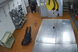 黑熊闯入厨房觅食，一掌拍飞壮汉保安，伤人的动物只能安乐死吗？图片