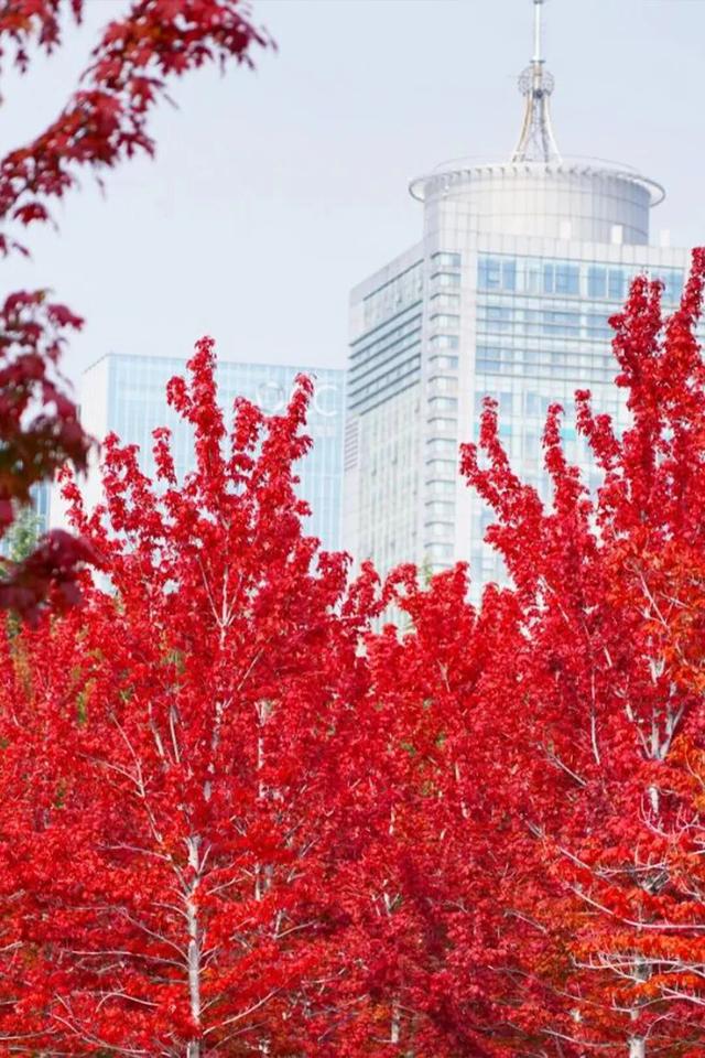 临沂秋日免费打卡全攻略 | 这10个宝藏地遛娃拍照绝了！