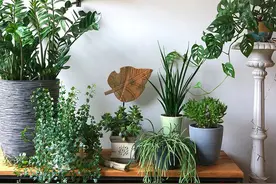 养啥植物都用专用肥，纯纯智商税，养花施肥一点都不复杂图片