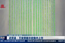 南昌进贤县：万亩黄鳝丰收集中上市图片