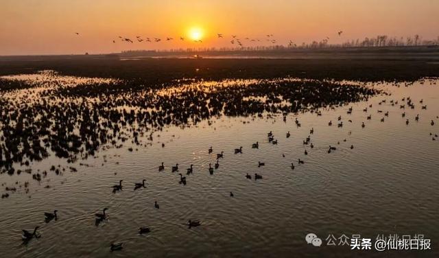 @仙桃人，这回大家真的要关注呀！
