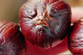 “前鼠后猫”紫金鼠，原皮才是串界的潜力股图片