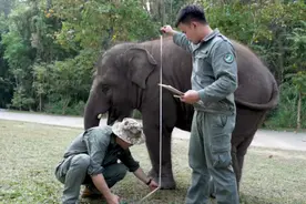 两个月时遭象群抛弃的它却拥有了“象往”的生活....图片