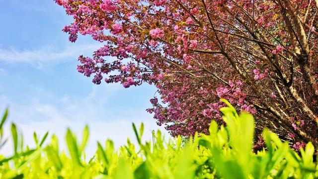 万源：赴春日之约，赏茶绿樱红