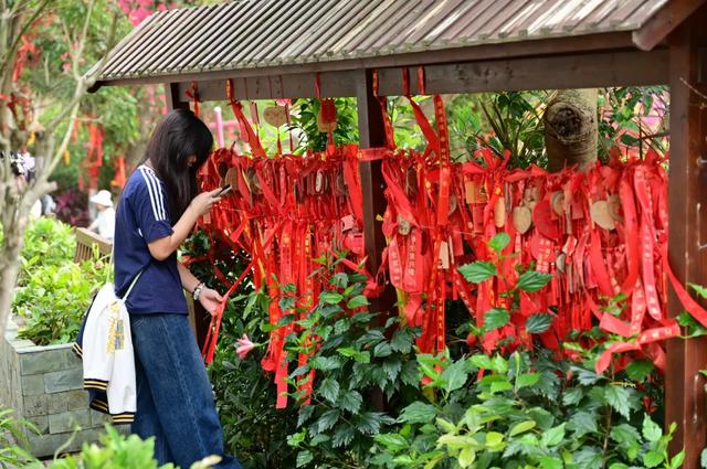 走,一起上春山!清明假期出发观音山,花神约您来见~