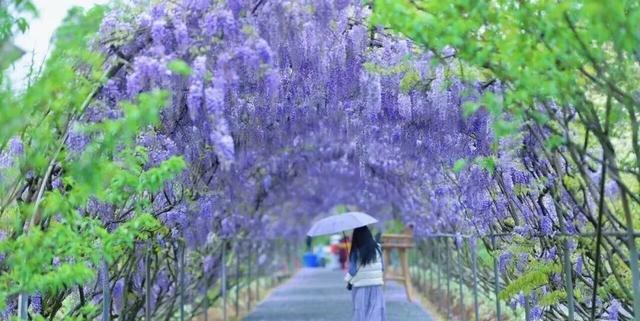 就在崇州！满屏紫色，唯美上线