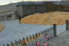 全球仅剩20只！盘点国内最稀有的五种动物，专家看完大骂广东人图片