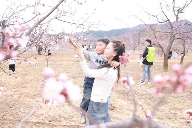 免费！沁县走马岭梅杏花开，等你来打卡