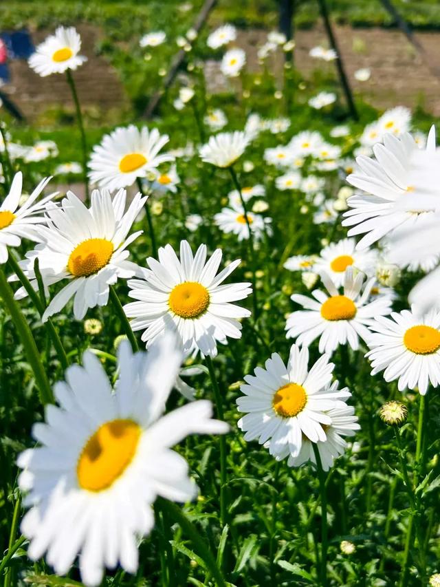 成都这个公园拍三种花海，简直赚翻了！