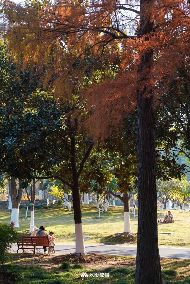 武汉城中心的彩叶秘境，在汉阳藏不住了！