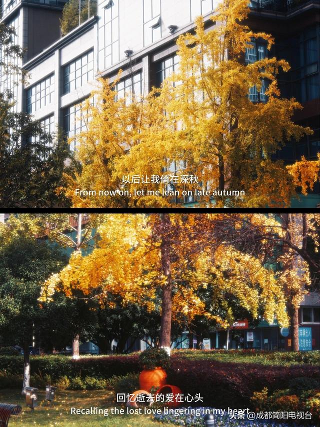 【图说·简阳】银杏浪漫成诗！邂逅限定款“金色之城”