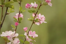 林徽因说：很多人不需要再见，因为只是路过而已图片