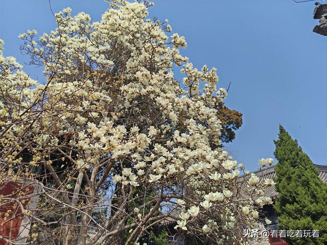 北京公园赏花记