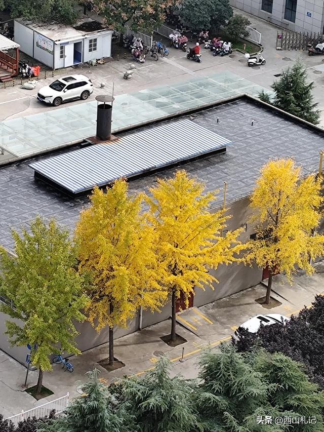 五线小城里的银杏大道，美翻全网的深秋景色原来在这里