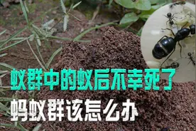 如果蚁后意外死亡，剩下的蚂蚁会怎么样？图片
