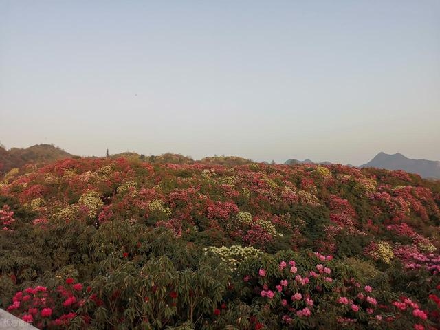 被严重低估的贵州毕节：这100多平方公里的杜鹃，不看真的会后悔