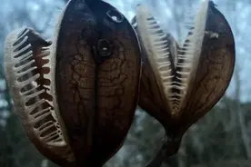 【你敢看完吗？】揭秘全球十大诡异植物，最后一个让你头皮发麻！图片