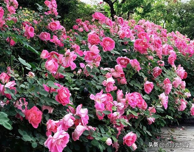 成都玫瑰、月季花开爆了，免费才最美，采摘玫瑰低至1元，划算！