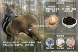 宫斗“神药”麝香，碰一下就会流产吗图片