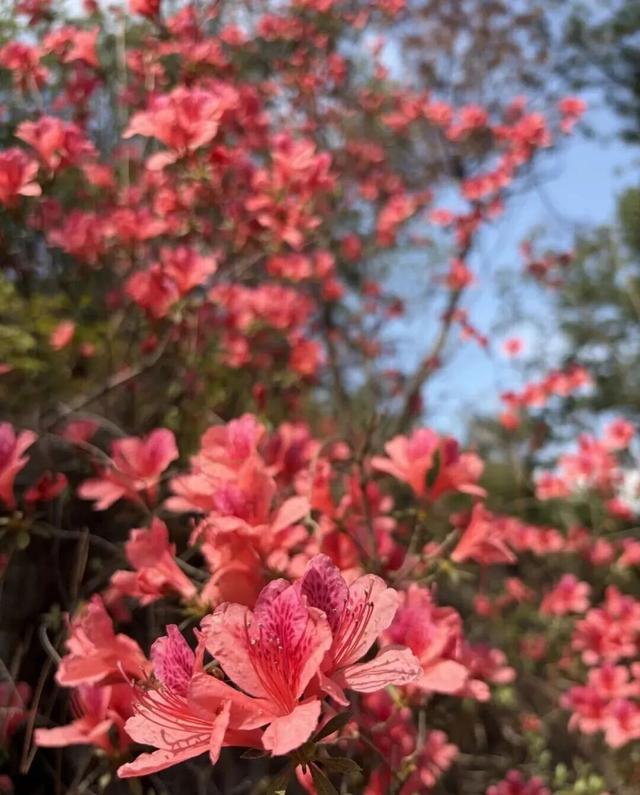 春日盛景再现！经开万株映山红漫山盛放