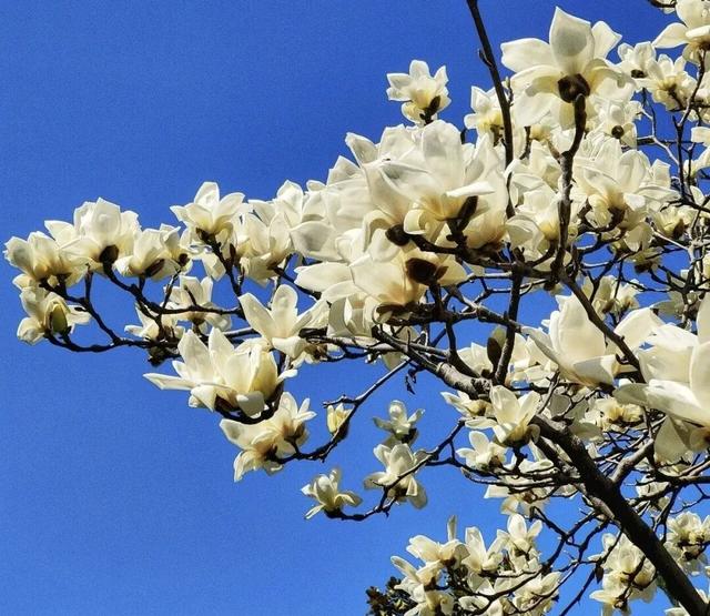 两当：一城繁花绘春色