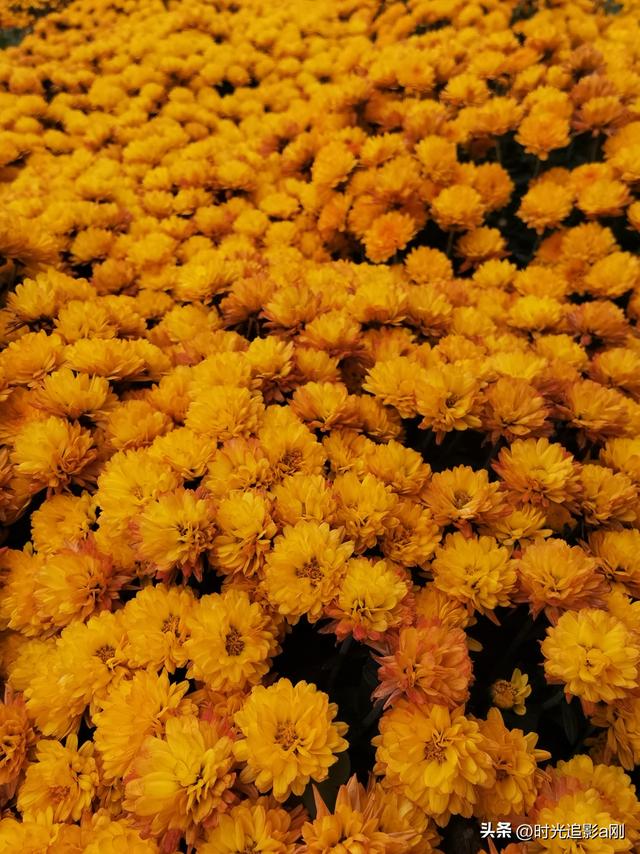 秋野里的黄金浪，是季节写给大地的情诗！