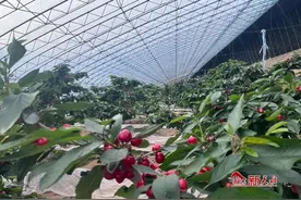 甘谷县安远镇：樱桃“逆时”生长 开启致富篇章图片